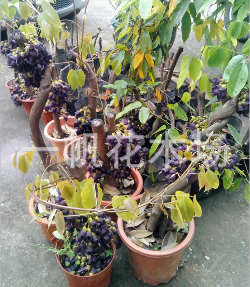园林,绿化,苗木,花卉,种子,种苗,农林,农业,农产品