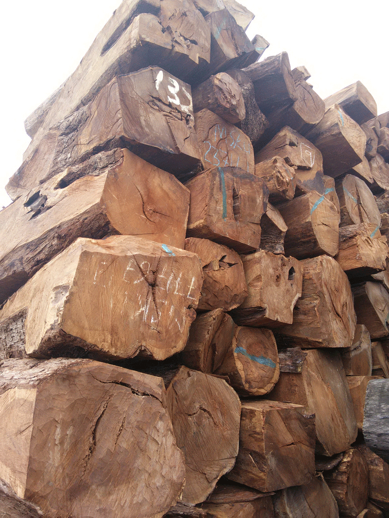 刺猬紫檀木材 进口非洲刺猬紫檀原木 高档家具原木材料