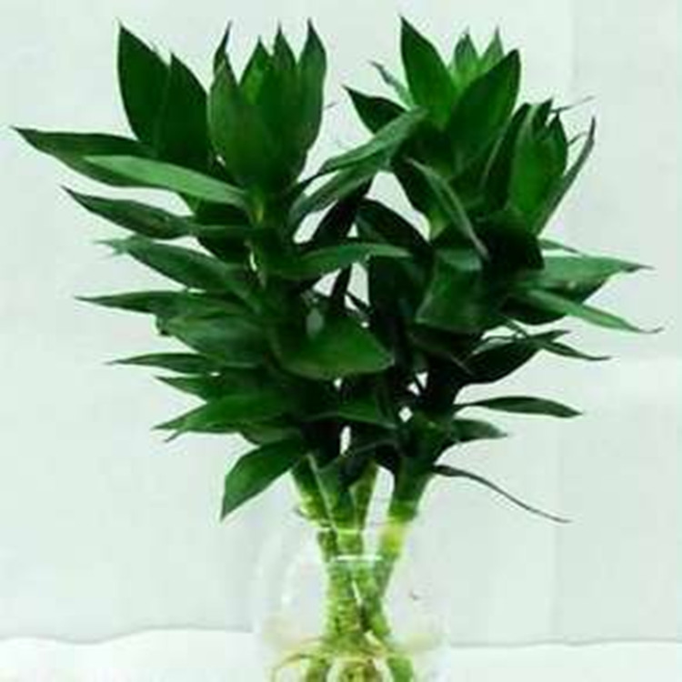盆栽花卉室内水培荷花竹 莲花竹 富贵观音竹 3株组合 开运.