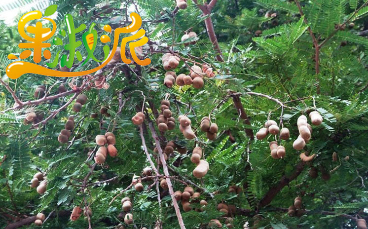 泰国果淑派小直角甜角 甜酸角 整箱