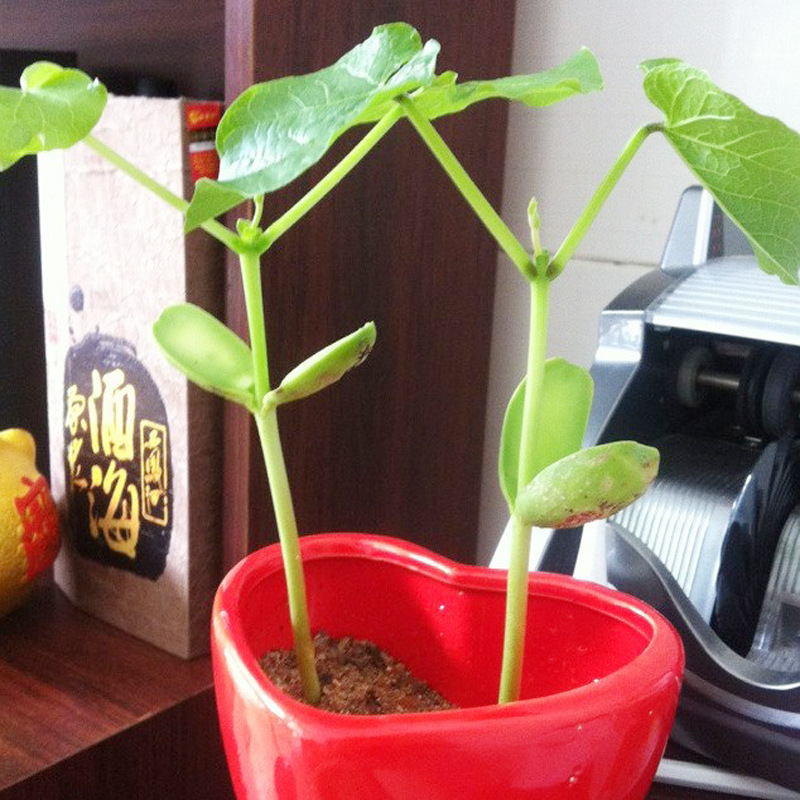 供应魔豆 爱情红豆 魔豆刻字加工 种子 红刀豆 阿里好货 实力产家