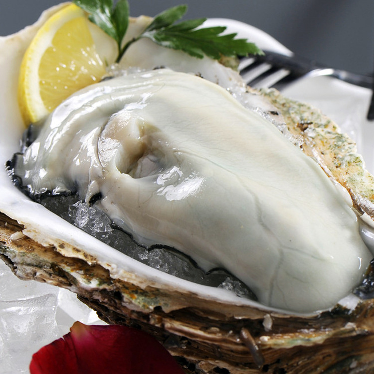 【皇冠信誉】 直接生食 澳洲牡蛎 鲜活生蚝 鲜活澳洲生蚝 生蚝