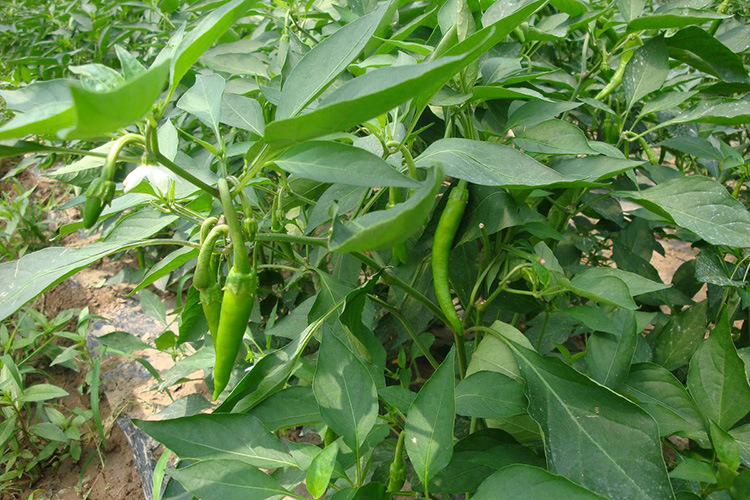 蔬菜种子 杭椒一号种子 杂交一代香辣型小辣椒种子高产原装10克