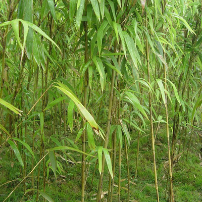 批发茶秆竹质量优可做鱼竿韧性佳
