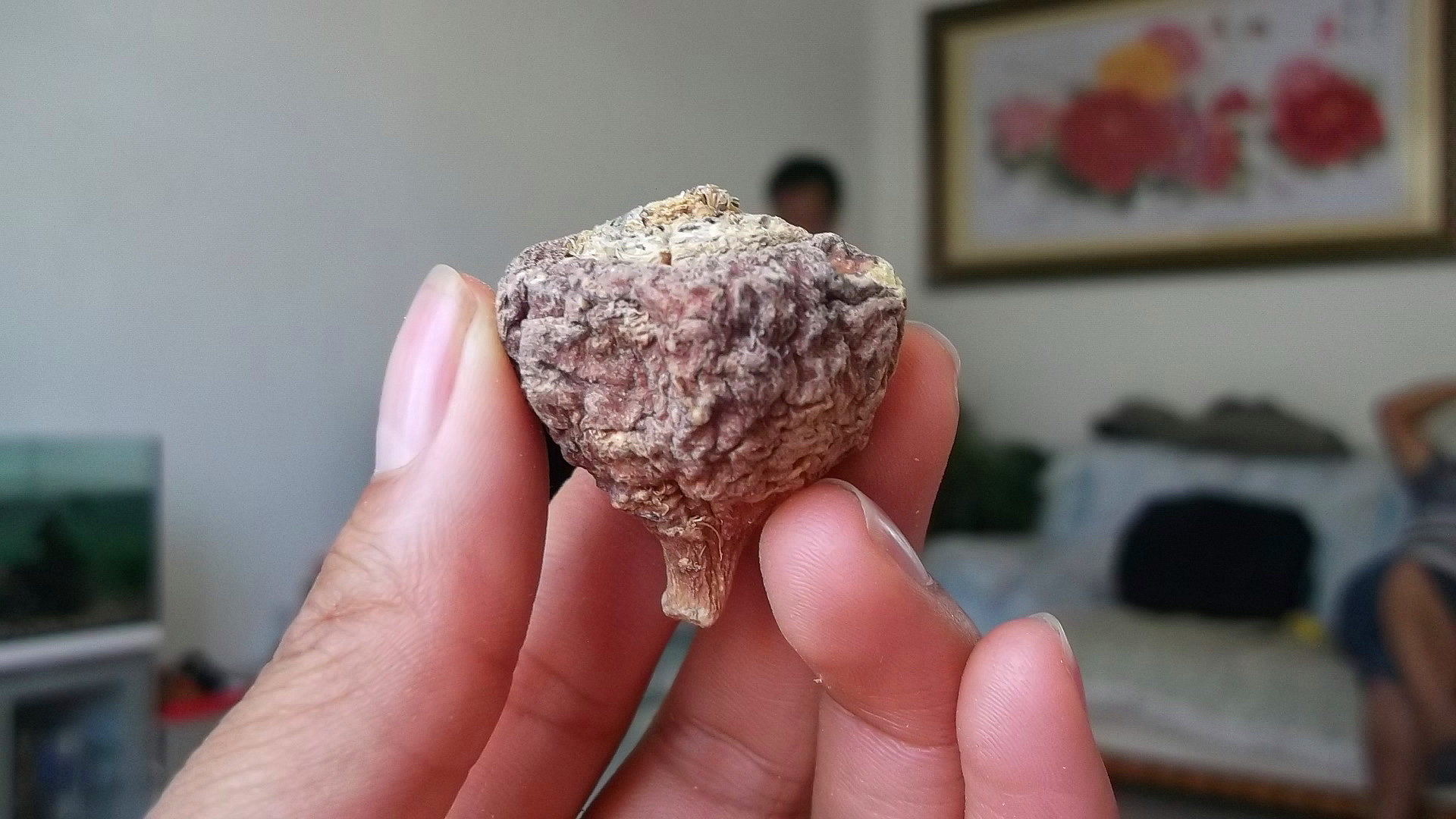 3500米高海拔特产紫玛卡圆形散装18年新货紫玛咖干果 紫玛卡玛咖