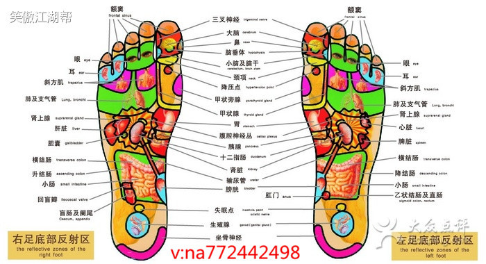 你好,我是婧氏总代小七【na772442498】       中医认为,足部是足三阴