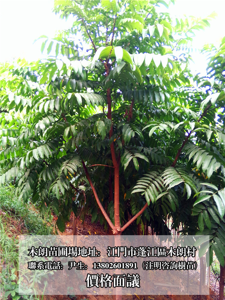批发供应仁面子人面树仁面树人面子银莲果常绿绿化大乔木