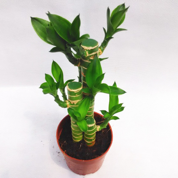 【基地直供】批发步步高(90)植物观音竹荷花竹莲花竹