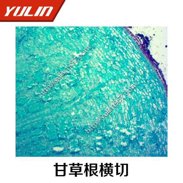 生物显微镜实验 玻片 切片标本 甘草根横切
