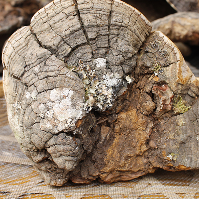 批发野生桑黄 野生灵芝 马蹄桑黄现货5吨 西藏桑树桑黄 野.