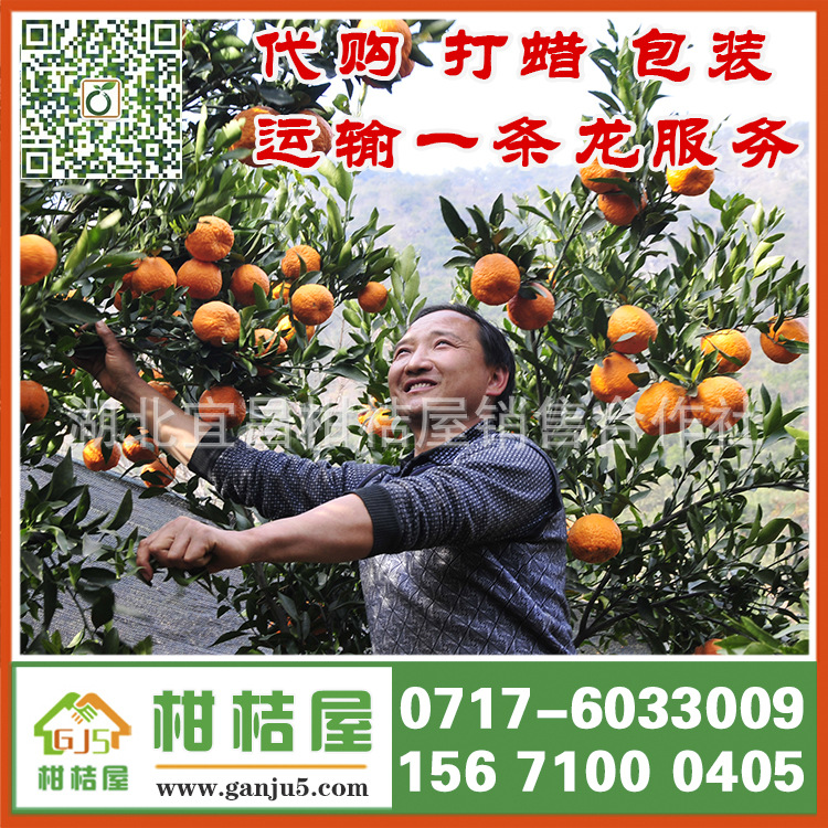 2017年忻州市早熟蜜桔产品展示