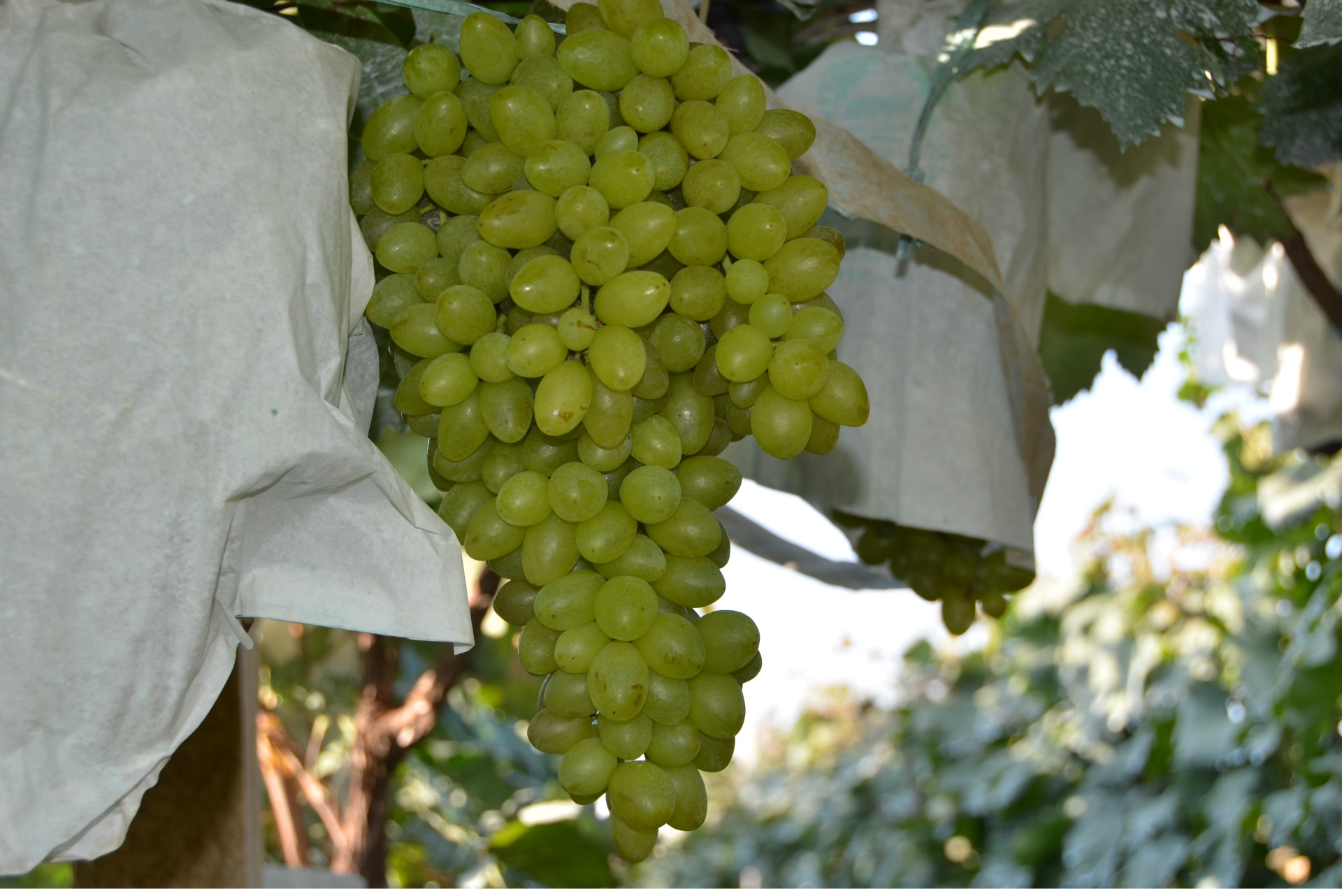 供应无核白鸡心葡萄苗优质葡萄苗价格低质量好优质白鸡心葡萄苗