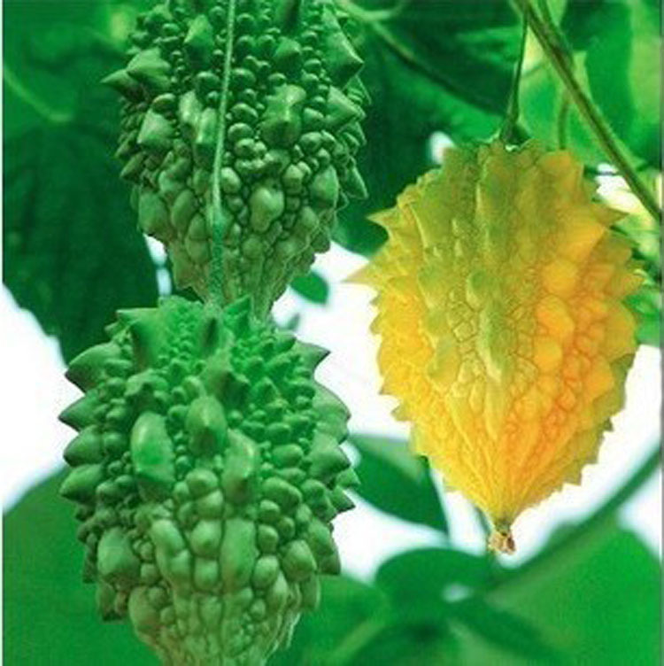 瓜菜类_四会市腾升机械设备有限公司 - 食品饮料批发网