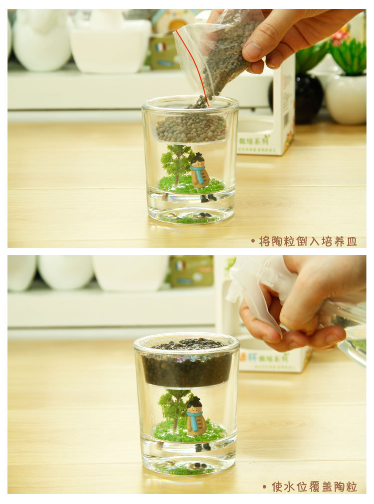 绿植 童话杯心形草水培植物盆栽桌面微景观生态瓶 创意植物礼品