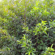 【种植户供应】杜英树 高1.2-2米 湖南杜英小苗庭院绿化苗木供应