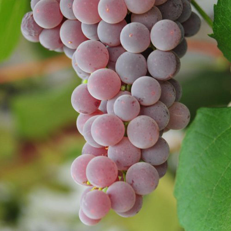 供应寒香蜜葡萄苗嫁接葡萄苗质量好价格低优质葡萄苗品种寒香蜜