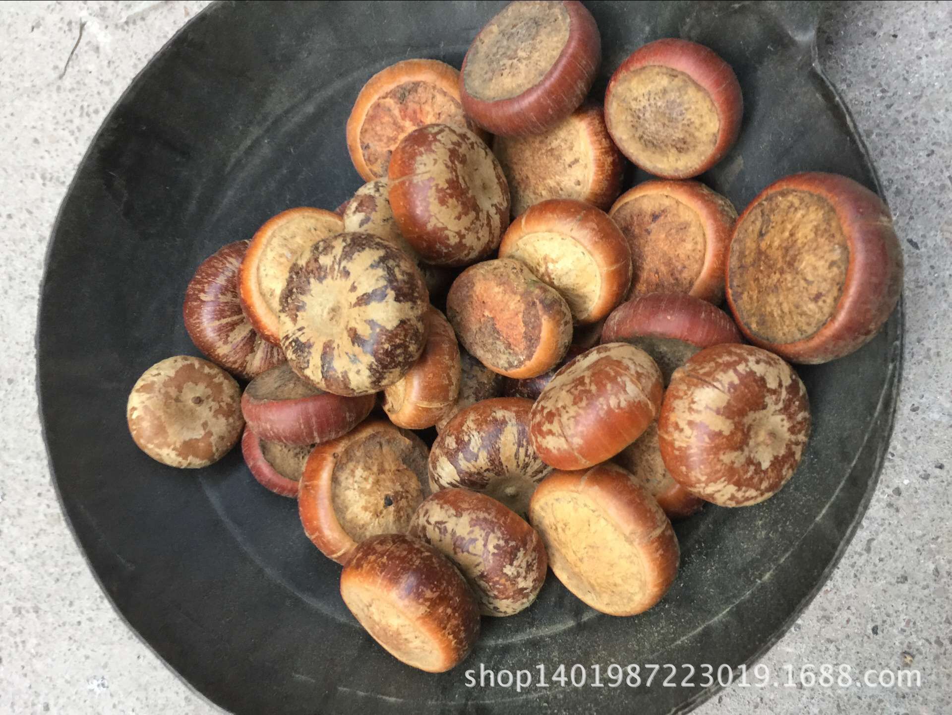 山马蹄 马蹄石 野生 马牯 天竺粒菩提子 莲花座