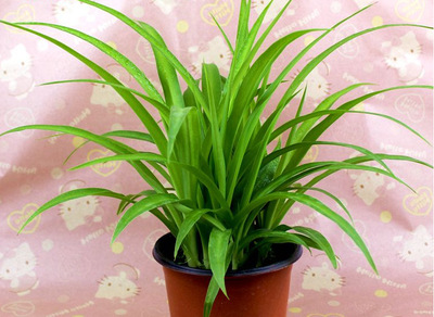 青叶吊兰盆栽绿植室内花卉水培植物办公室花草净空气