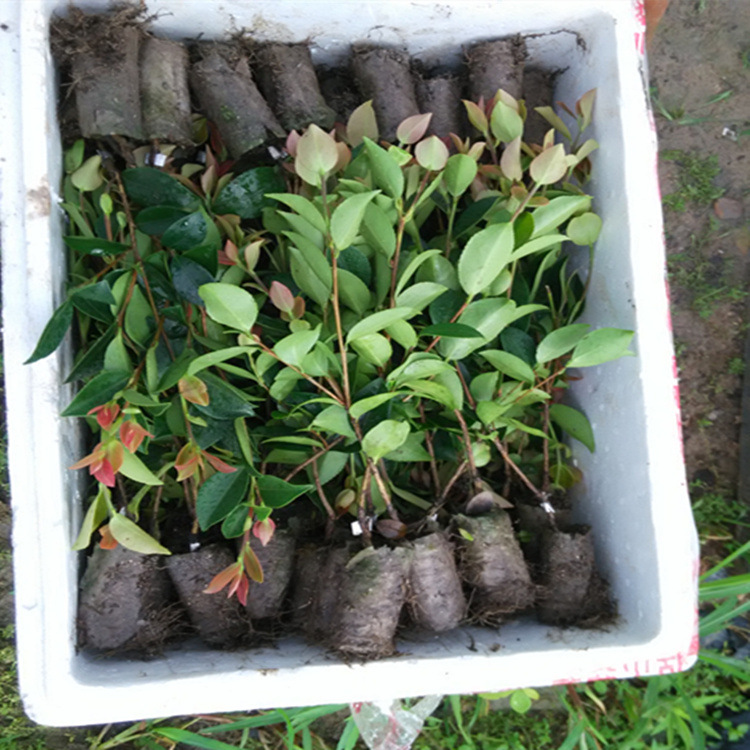 江西省高产嫁接油茶容器苗批发15-25cm出售