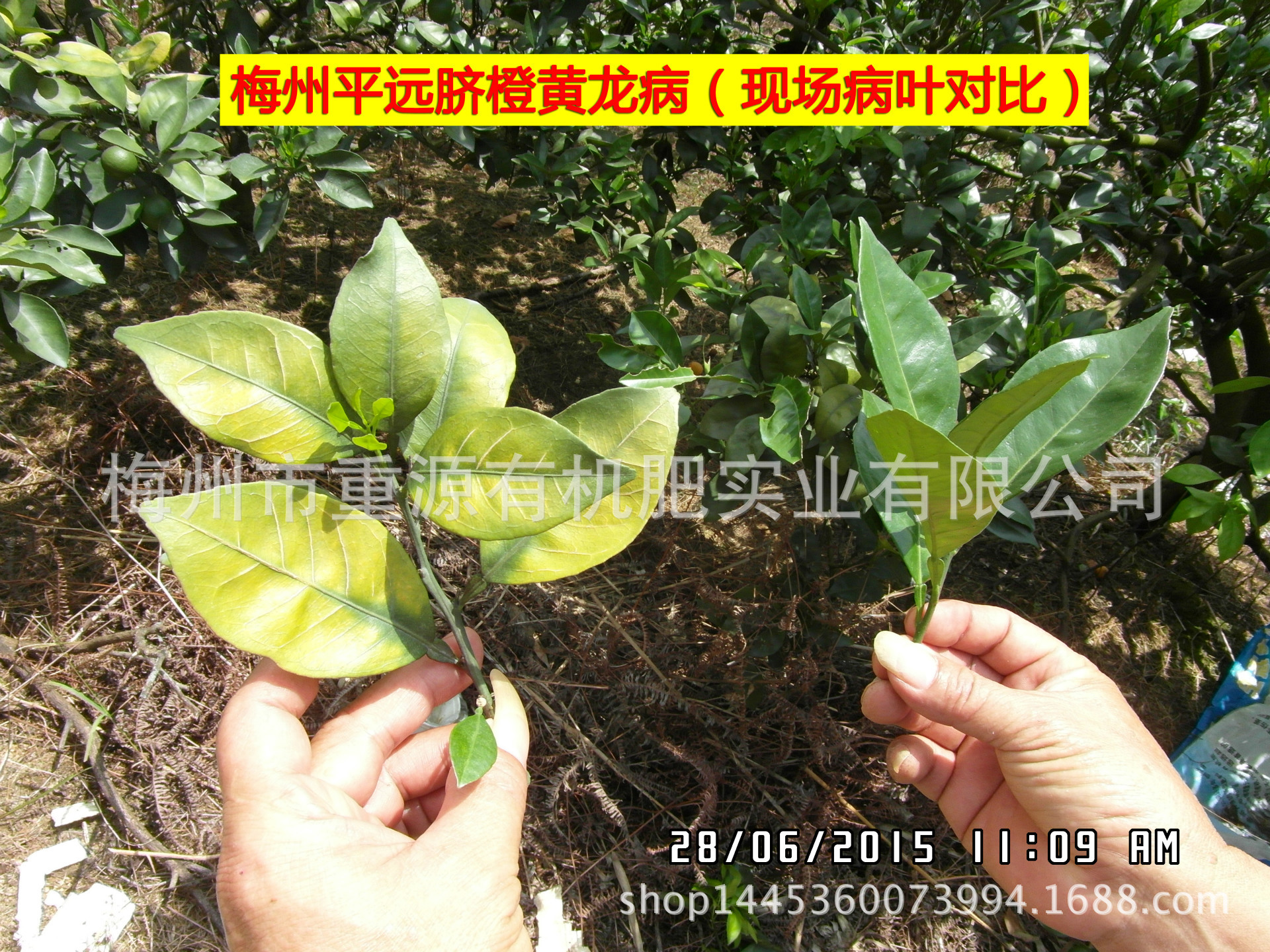 脐橙,冰糖橙,柚子,碰柑使用人粪有机肥后更甜,也可防治黄龙病