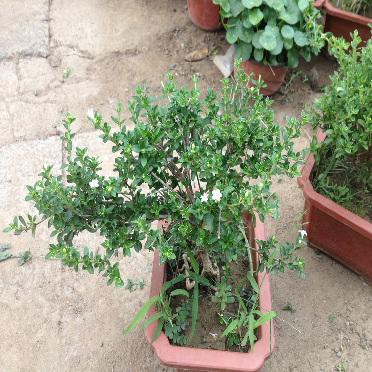 碎叶冬青盆景六月雪 办公室植物满天星绿植盆栽白马骨净化空气批