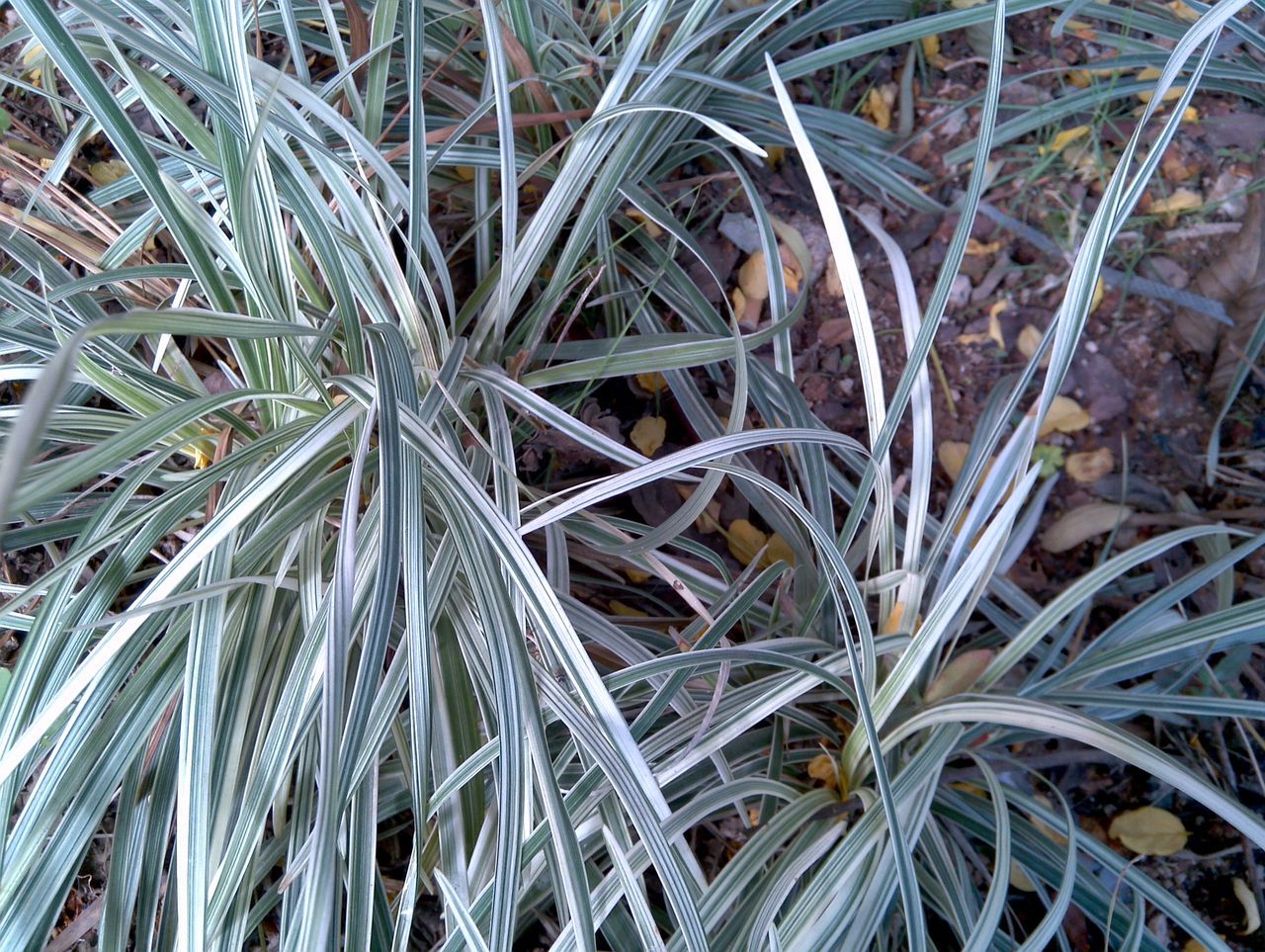 银边沿阶草 四川沿阶草 成都灌木 银丝草 沿阶草批发