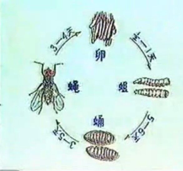 2019新款家苍蝇种 蝇蛆种苗 苍蝇蛹黄鳝林蛙苍蝇饲料养殖技术支持