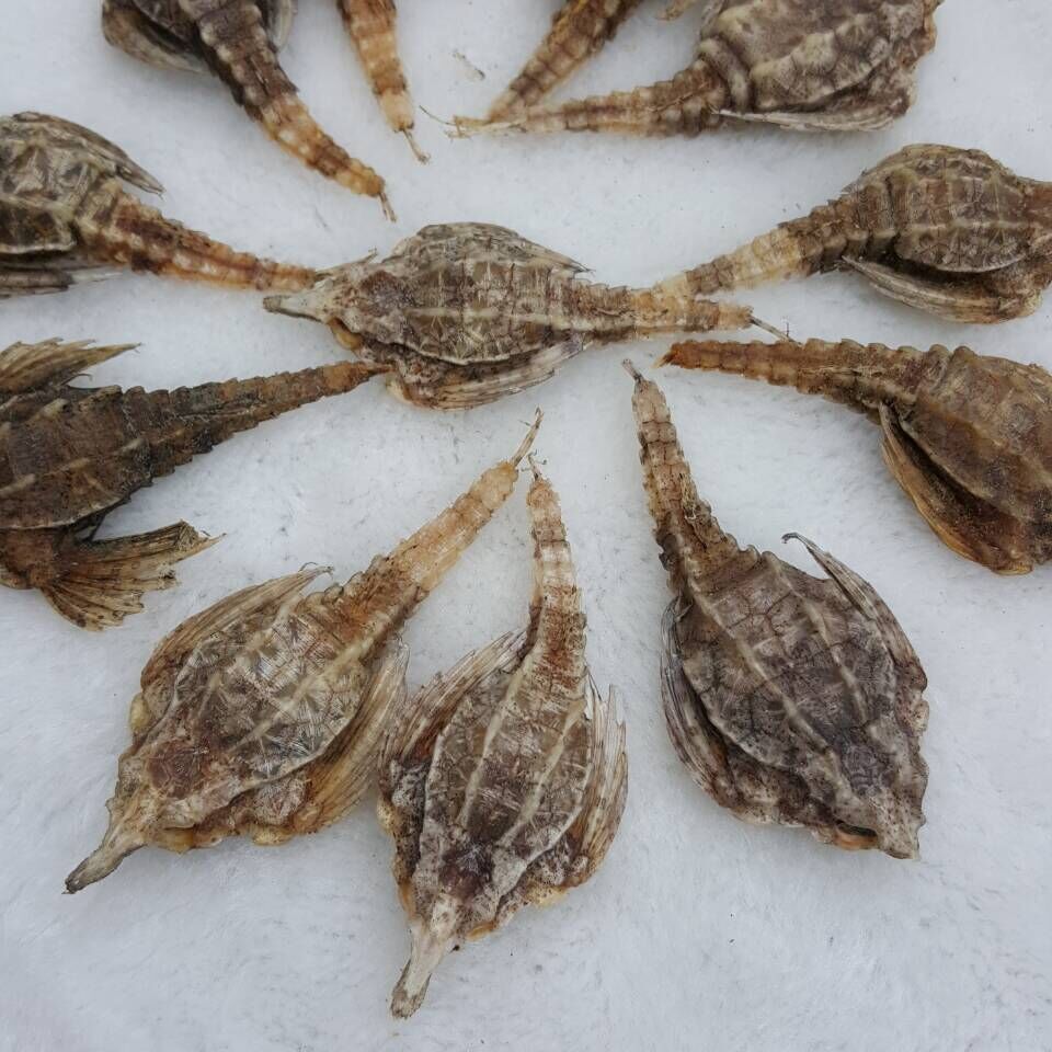 阿里巴巴批发海燕 海产品海燕子 泡酒海宝磨粉 干货500g