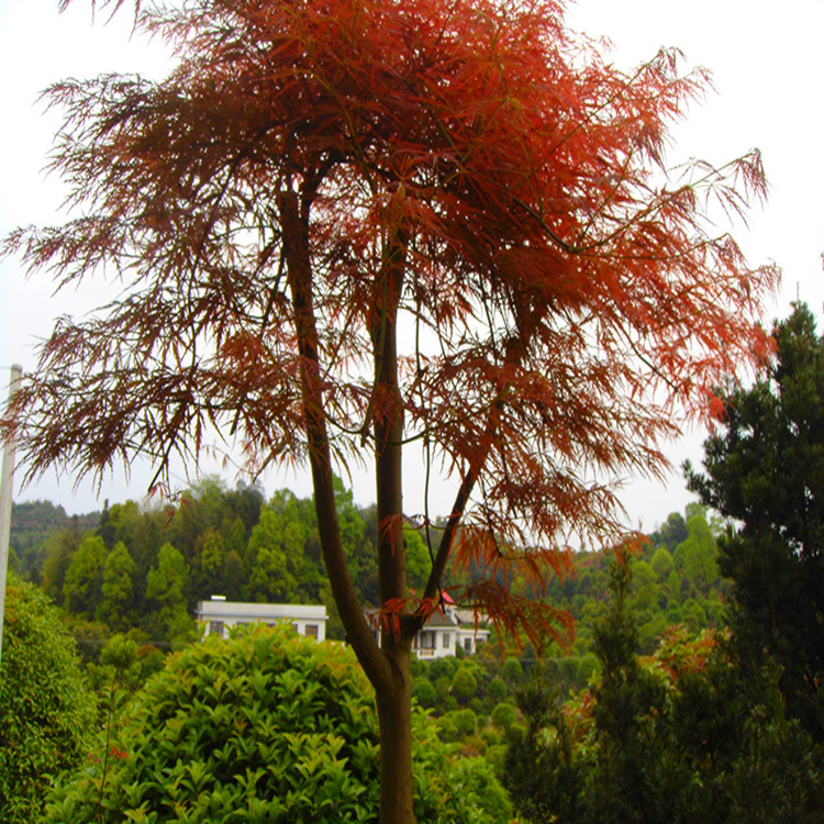 湖南羽毛枫价格 6-8-10-12cm高杆羽毛枫树苗 绿化工程景观凤景