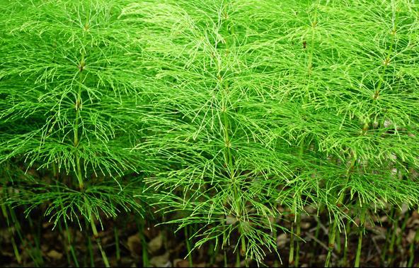 问荆提取物 节节草提取物 包邮