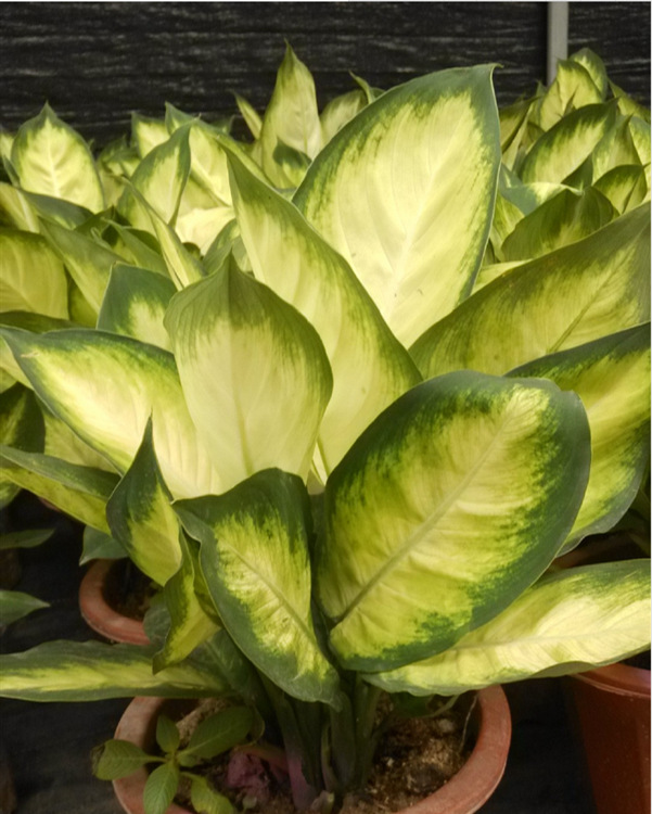 请问斑马叶万年青的售价是多少