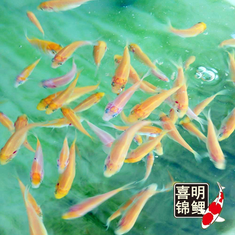 水花成长记录26