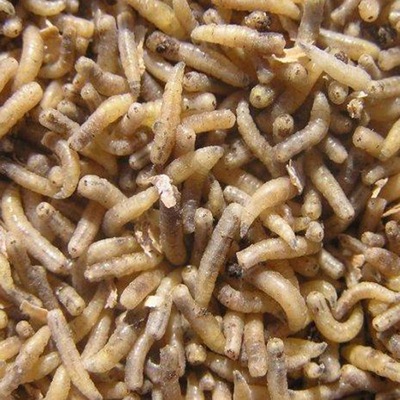 供应五谷虫 冷背药材 五谷虫干 水仙子 罗仙子 五谷虫粉