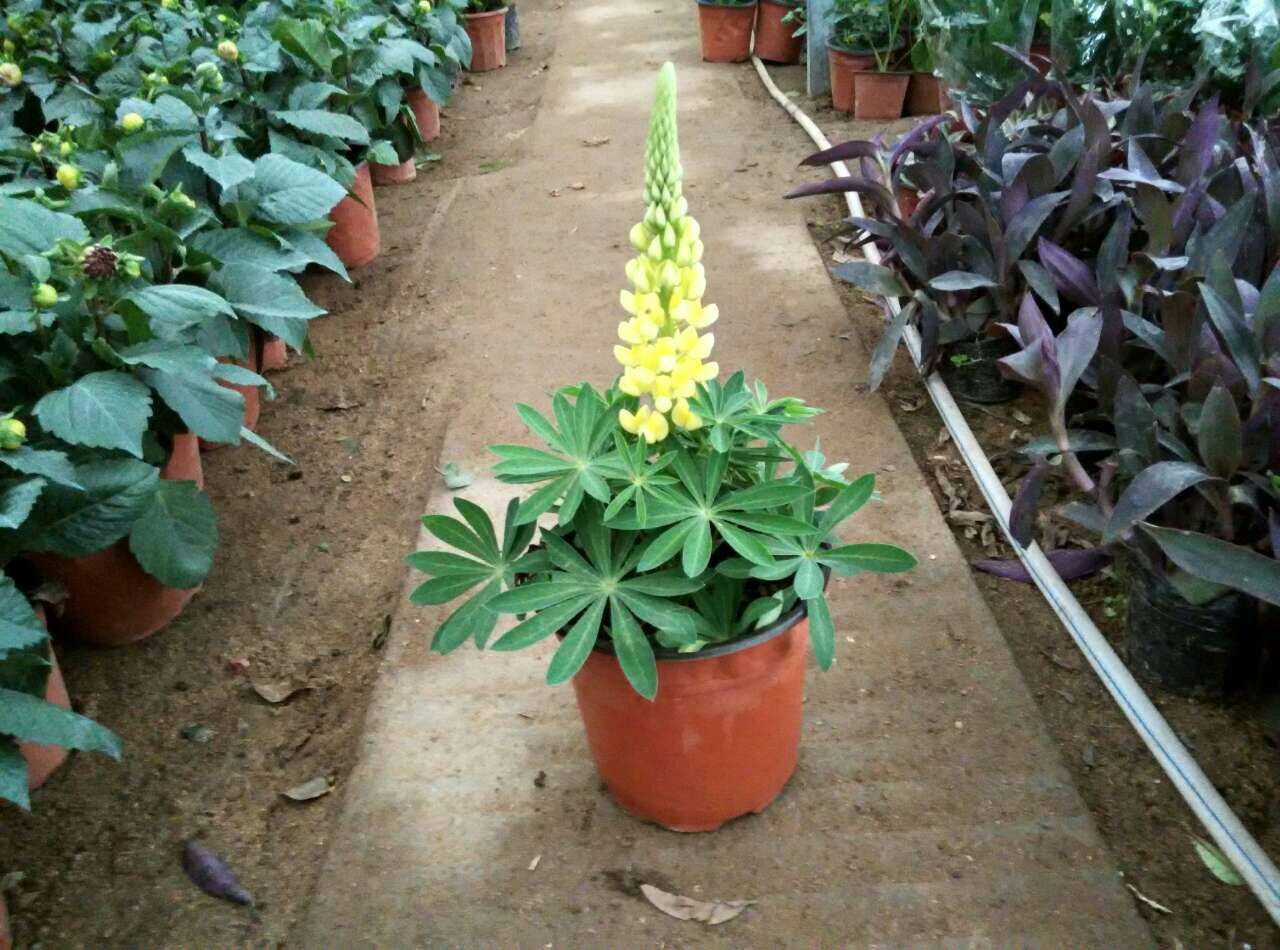 鲁冰花羽扇豆 室内盆栽观赏 办公家居花卉盆景 鲁冰花 绿植批发