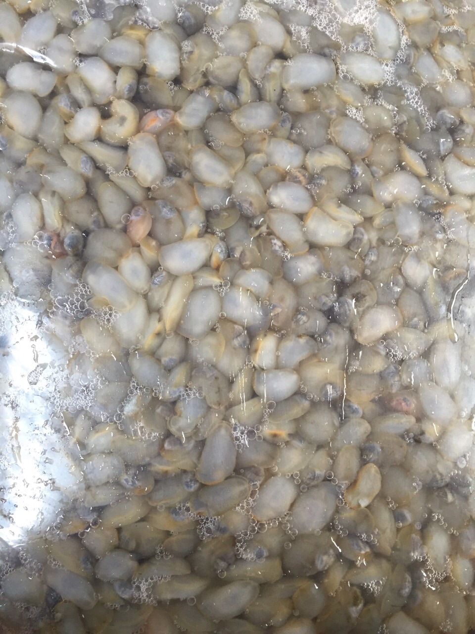 黄泥螺鲜活 大个新鲜无沙活泥螺 泥溜子 可腌制咸醉泥螺 干货批发