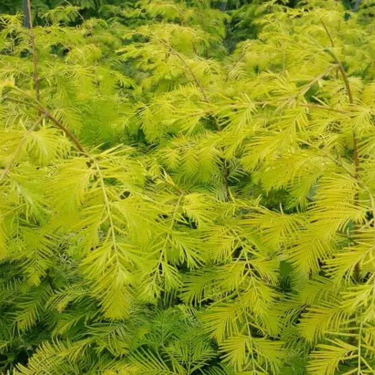 供应金叶水杉,别名黄金杉,金水杉,黄金水杉