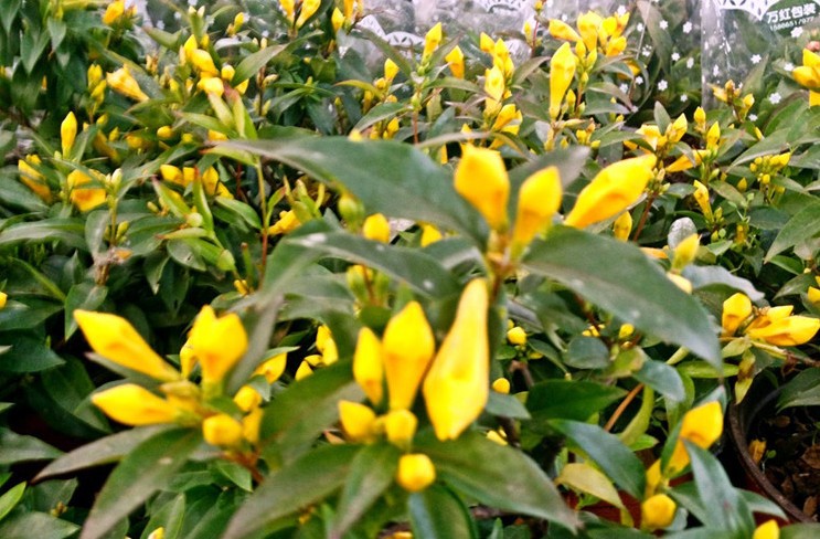 盆栽花卉_法国香水花 室内花卉 卡罗莱纳茉莉