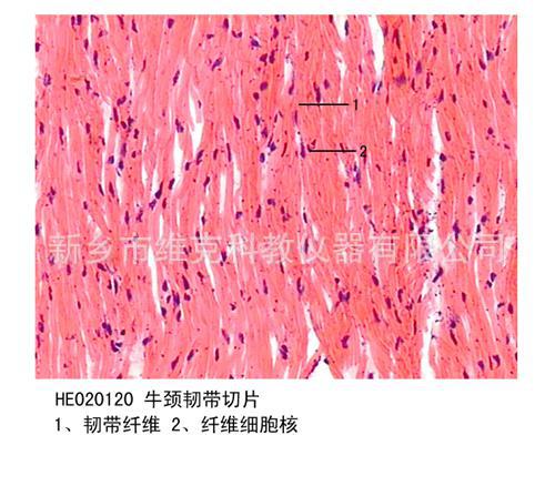 疏松结缔组织装片 生物切片 中学显微镜玻片 组织与生理玻片标本