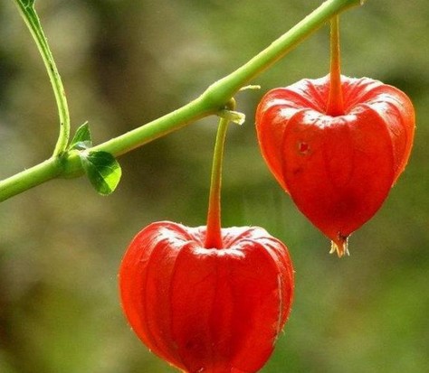 结的果实像灯笼一样.