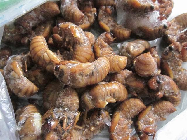 本场养殖常年出售金蝉知了猴蛹幼体未加工的黑虫