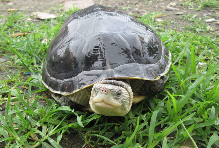 台湾草龟 珍珠龟 绿线草龟 花龟 商品活体宠物活体小乌龟