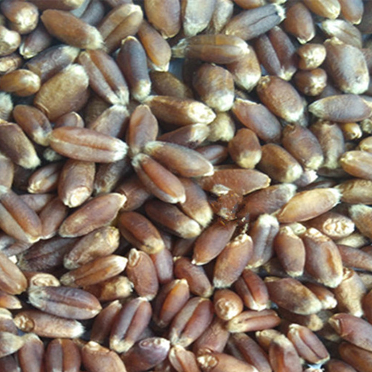 1件=1斤 高产农大876富硒黑小麦种子 产量高 品质高