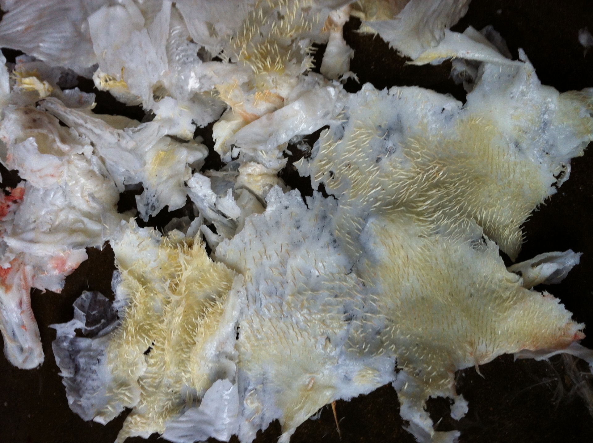 家禽拔毛蜡 鸡鸭拔毛蜡 家禽脱毛蜡 除毛蜡 去毛蜡