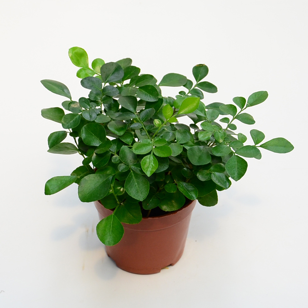 三个农夫批发花卉小盆栽微景观背景植物九里香室内桌面绿植