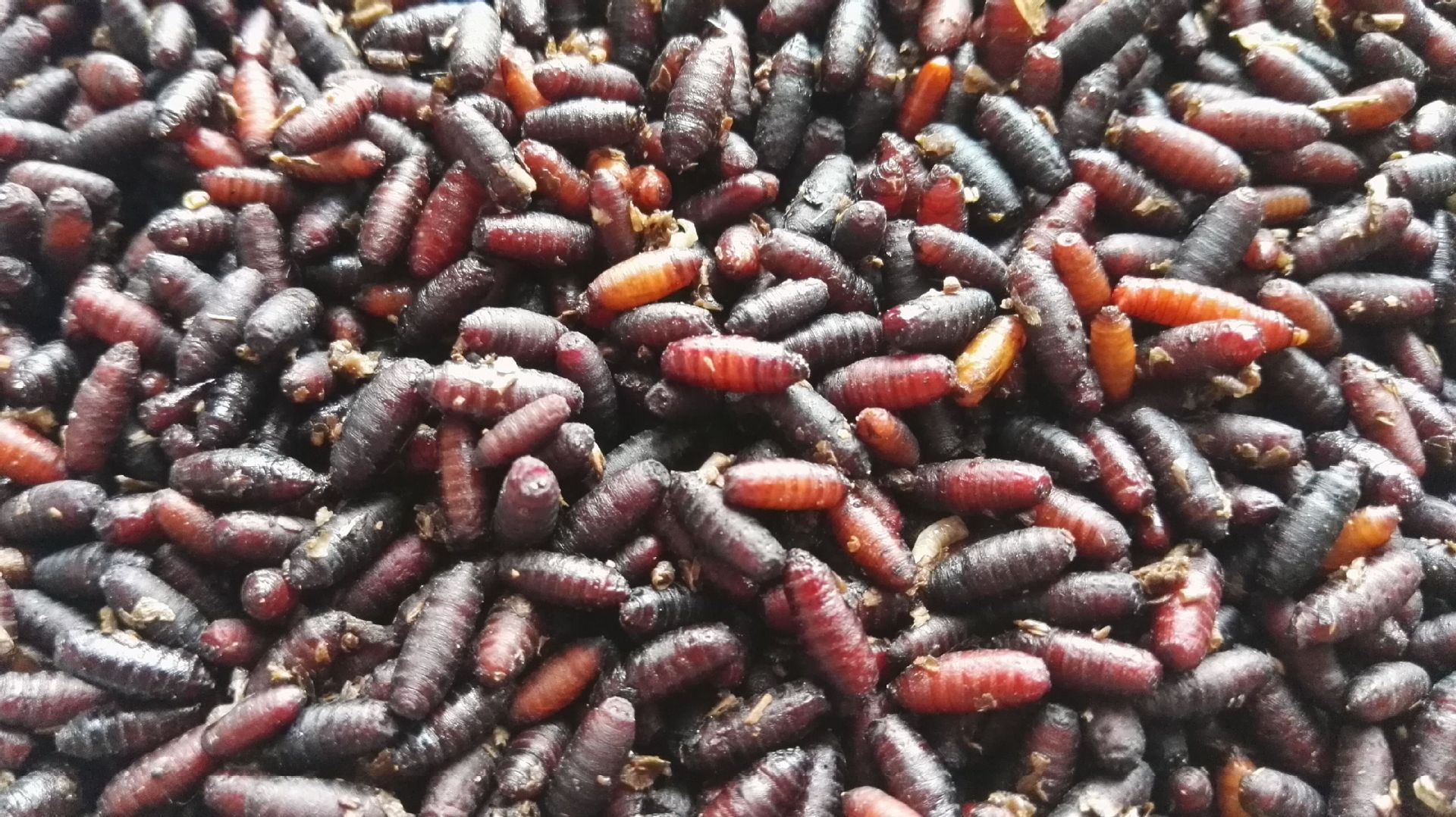 2019新款家苍蝇种 蝇蛆种苗 苍蝇蛹黄鳝林蛙苍蝇饲料养殖技术支持