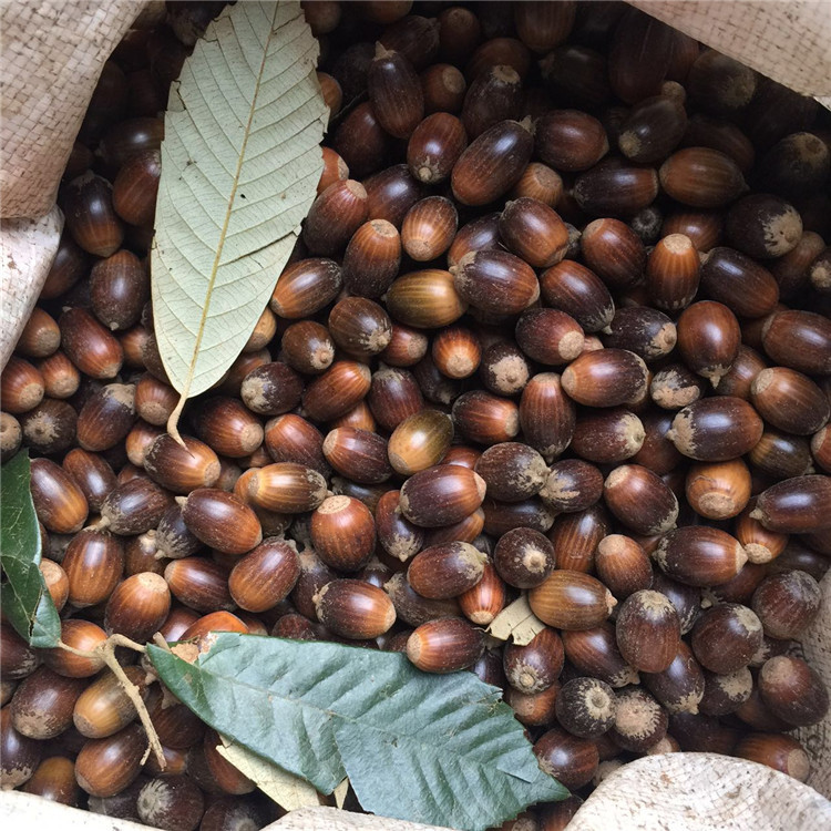 直销优质赤皮青冈种子正宗精品红稠木种子高级珍稀木材用林