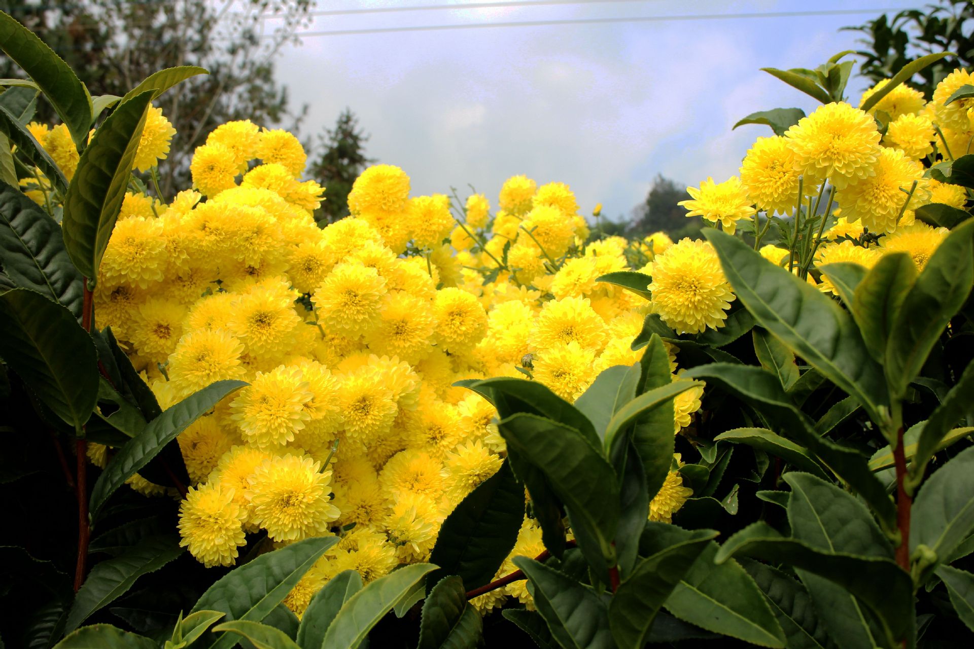 厂家直销 黄山贡菊菊花茶 徽州贡菊60克条盒(内含2小盒)