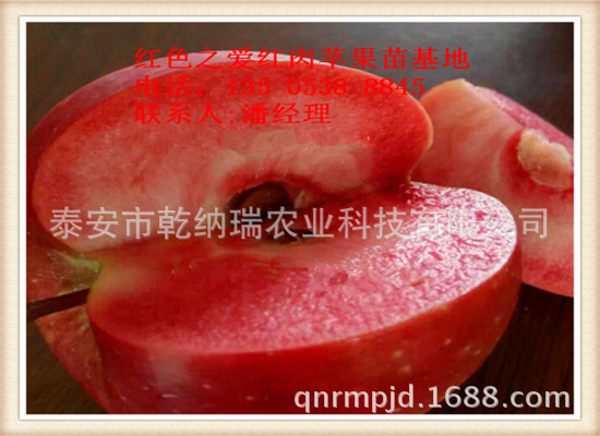红肉苹果苗