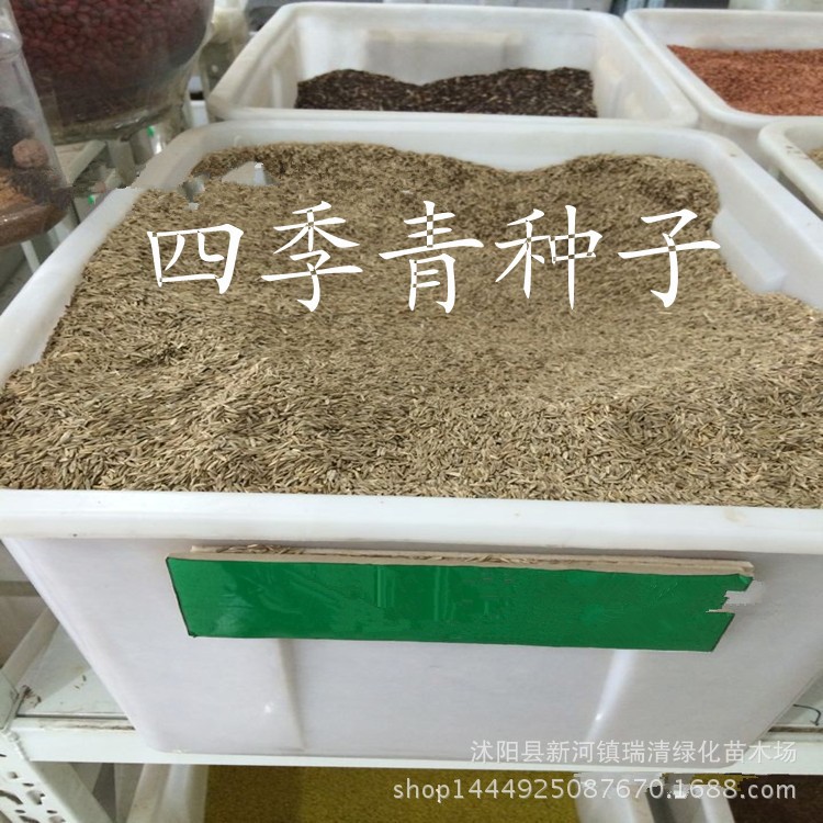 批发草坪种子 草种 狗牙根 四季常青 白三叶 马蹄金 马尼拉等等