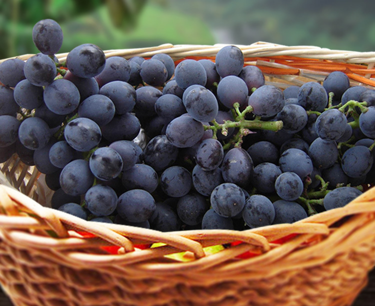 夏黑提子5斤/箱无核葡萄新鲜水果黑提一箱基地采摘包邮